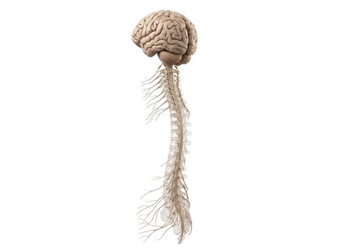 Detailed Anatomy Visual of Human Brain and Spine for Educational Purposes