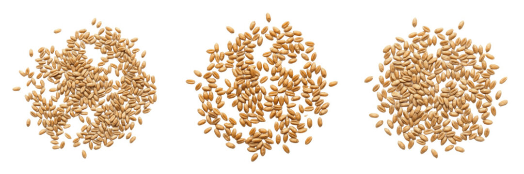 Scatter of Raw Wheat Grain Seeds Isolated PNG