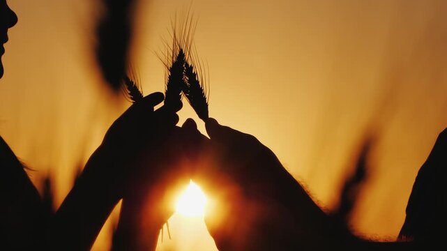 Silhouette of farmers hands holding wheat spikes at sunset background in field during harvest season cinematic slow motion footage of agriculture and bread production concept with warm orange light.