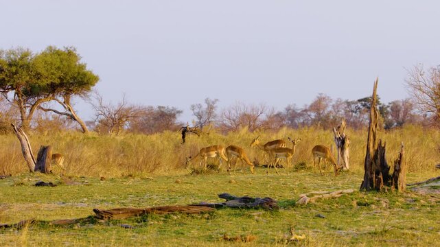 A herd of impala (Aepyceros melampus) grazing in Savanna of Moremi Game Reserve of South africa.