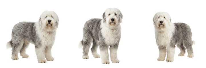 Fluffy Old English Sheepdog Standing Isolated on Transparent Background, Long Hair Dog Pet PNG for Animal Care and Kennel Branding. © michael