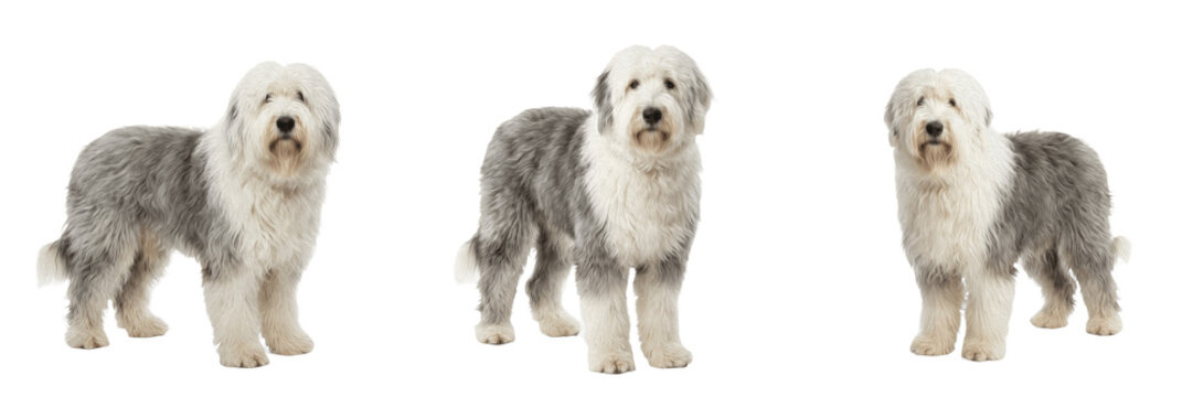Fluffy Old English Sheepdog Standing Isolated on Transparent Background, Long Hair Dog Pet PNG for Animal Care and Kennel Branding.
