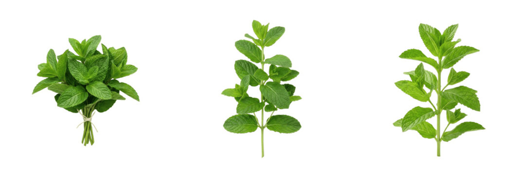 Fresh Green Basil Leaves Branch Isolated on Transparent Background, Aromatic Herb PNG for Healthy Cooking and Kitchen Design.