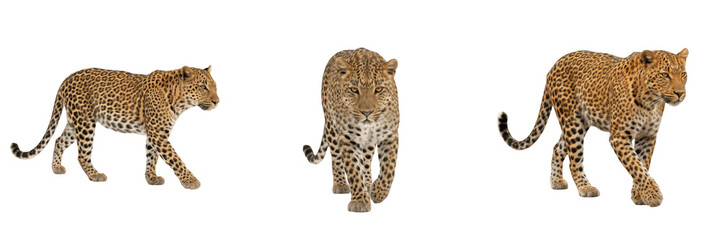 Naklejka premium Realistic African Leopard Walking Forward Isolated on Transparent Background, Wild Spotted Cat PNG for Wildlife and Educational Design.
