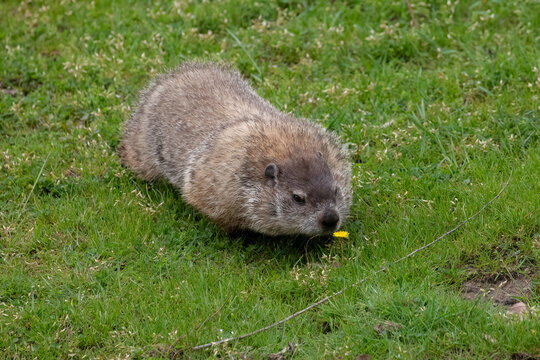 Groundhog Marmota Monax Walking Through Grass, Wildlife Photography.