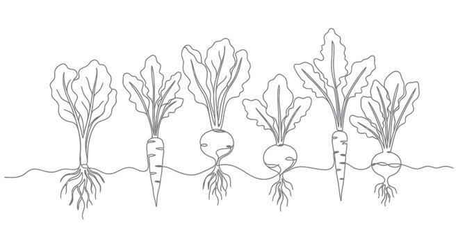Continuous Line Drawing of Root Vegetables Growing in Soil