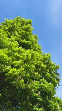 Tall chestnut tree aesculus hippocastanum green foliage and white candles with blue sky, vertical video.