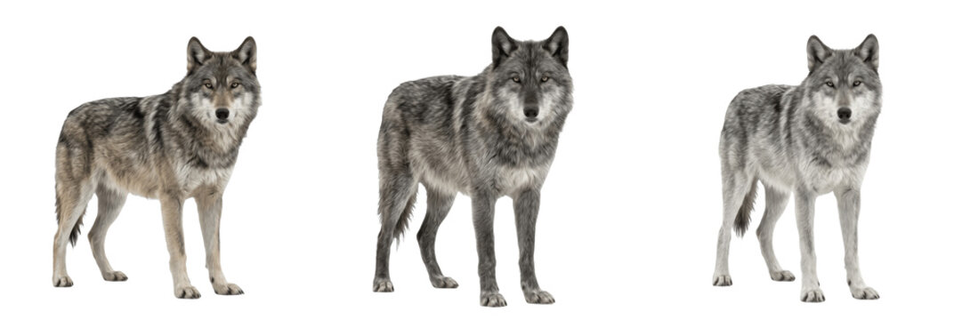 Wild Forest Predator, Majestic Canine Animal, Wilderness Wildlife, Grey Wolf Portrait, Alpha Wolf.