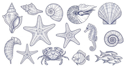 Collection of Hand Drawn Marine Life and Shells Illustration. © Melinda