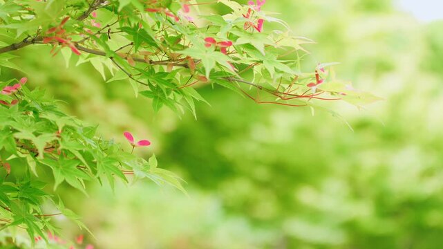 爽やかな新緑のもみじとプロペラのような可愛らしい赤い種子