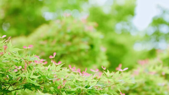 爽やかな新緑のもみじとプロペラのような可愛らしい赤い種子