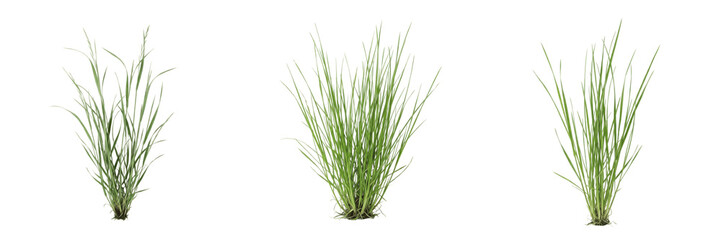 Wild Wildflowers Bush, Prairie Grass Clump, Garden Ornamental Plant, Meadow Vegetation, Nature Detail.