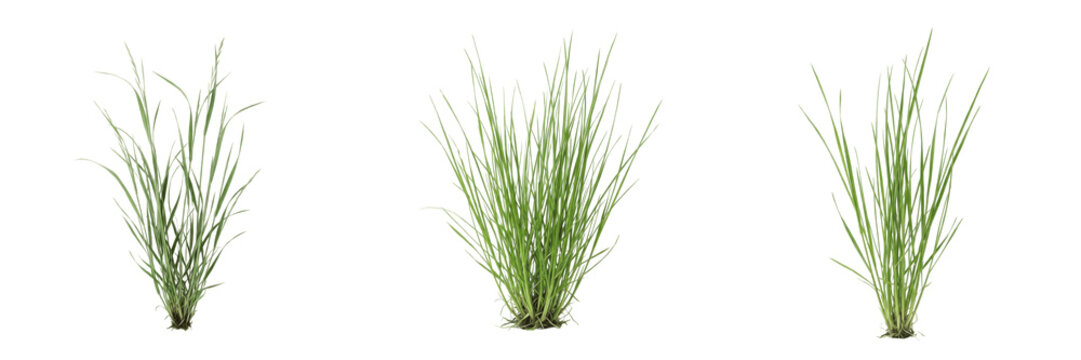 Wild Wildflowers Bush, Prairie Grass Clump, Garden Ornamental Plant, Meadow Vegetation, Nature Detail.