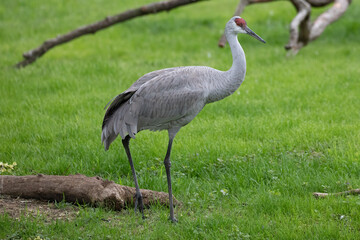 Fototapeta premium Sandhill Crane Antigone Canadensis Standing In Green Grass, Wildlife Photography.