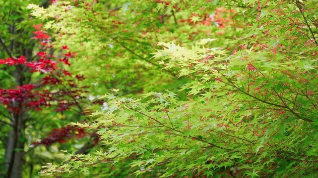 風にそよぐ新緑のもみじと点在する赤い種子のアクセント