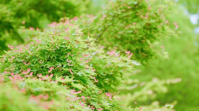 風にそよぐ新緑のもみじと点在する赤い種子のアクセント