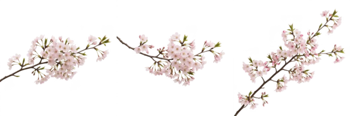 Fototapete Blüte Pink Cherry Blossom Branch, Spring Sakura Flower Floral PNG Set.  © michael