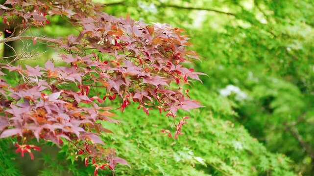 新緑の中で際立つ赤いもみじとプロペラのような可愛らしい赤い種子