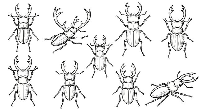 Collection of hand drawn stag beetle illustrations
