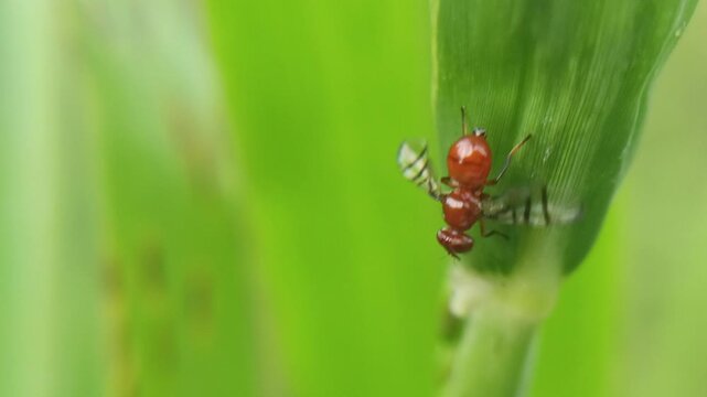 The signal fly species (Rivellia sp.), a cute fly with an orange body and red eyes, is a destructive pest of crops such as soybeans, peanuts, and pigeon peas. It pests the root nodules of these crops.