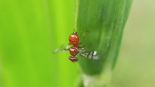 The signal fly species (Rivellia sp.), a cute fly with an orange body and red eyes, is a destructive pest of crops such as soybeans, peanuts, and pigeon peas. It pests the root nodules of these crops.