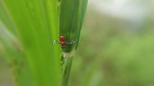 The signal fly species (Rivellia sp.), a cute fly with an orange body and red eyes, is a destructive pest of crops such as soybeans, peanuts, and pigeon peas. It pests the root nodules of these crops.