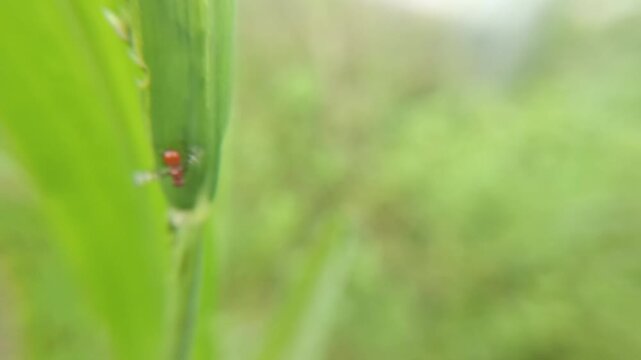 The signal fly species (Rivellia sp.), a cute fly with an orange body and red eyes, is a destructive pest of crops such as soybeans, peanuts, and pigeon peas. It pests the root nodules of these crops.