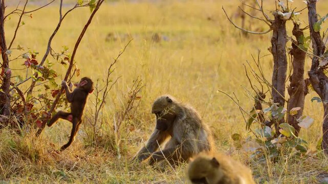 An infant baby baboon hanging from a tree branch in Khwai Moremi Game Reserve of South africa.