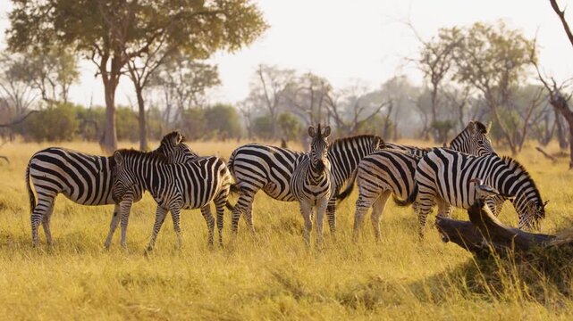 Zebras in the Savannah at Kruger National Park.