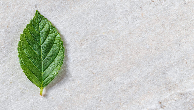Single green hydrangea leaf on white textured marble surface