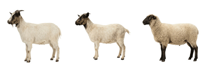 Fototapeta premium Fluffy White Sheep Standing PNG, Woolly Farm Animal, Domestic Livestock Portrait Isolated on Transparent Background for Rural Design.