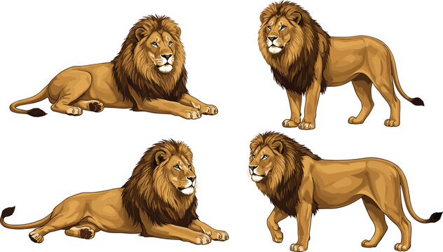 Lion vector character sheet featuring four realistic illustrations of a male lion in walking and resting poses.