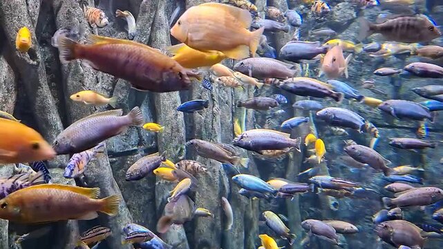 populated freshwater tank filled with African Cichlids