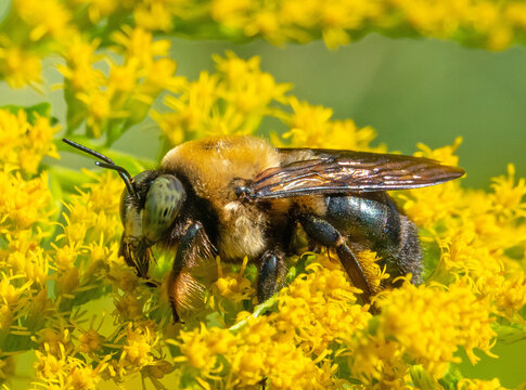 Closeup of a Common Eastern Bumblebee