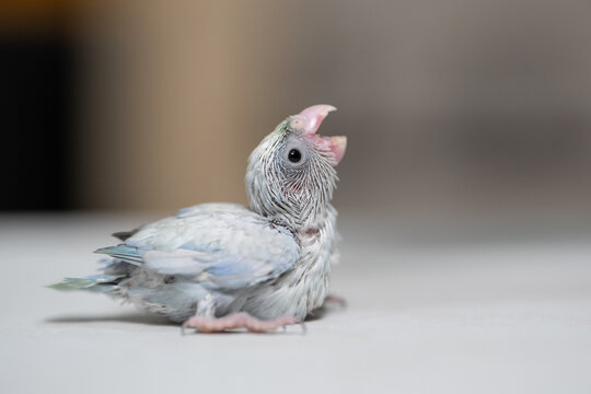 Tiny white parrot parakeet Forpus bird.