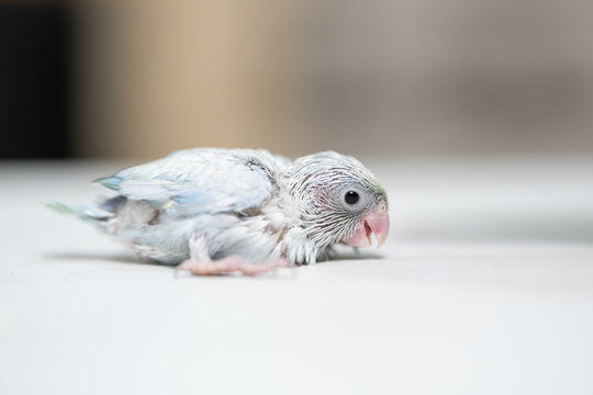 Tiny white parrot parakeet Forpus bird.