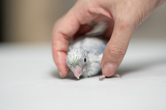 Tiny white parrot parakeet Forpus bird.