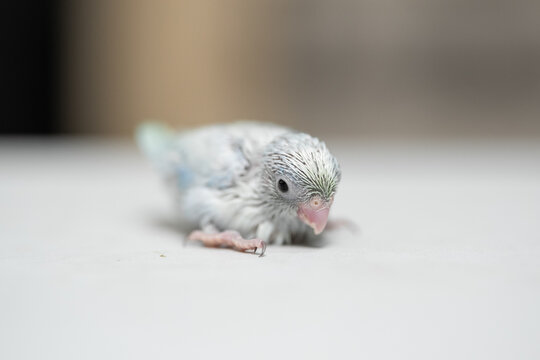 Tiny white parrot parakeet Forpus bird.