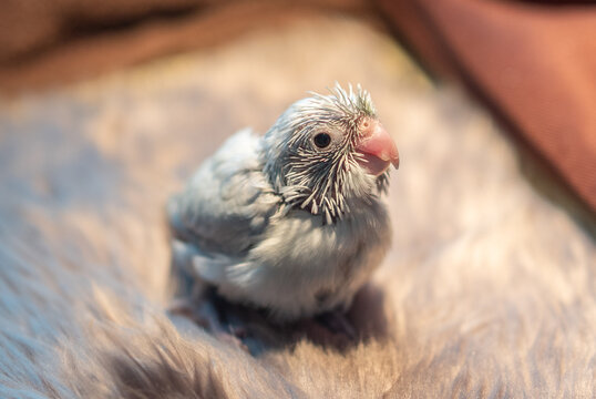 Tiny white parrot parakeet Forpus bird.