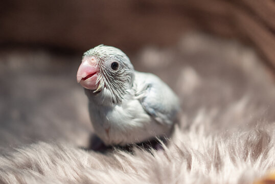 Tiny white parrot parakeet Forpus bird.