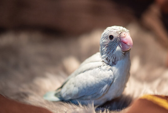 Tiny white parrot parakeet Forpus bird.