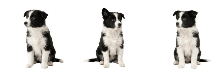 Fototapeta premium Cute Border Collie Puppy Sitting PNG, Black and White Dog, Pedigree Pet Animal on Transparent Background.