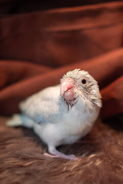 Tiny white parrot parakeet Forpus bird.