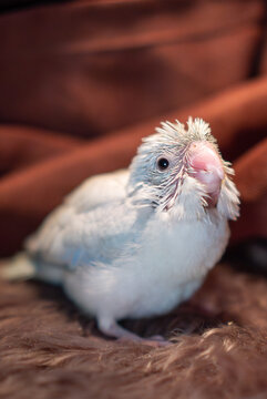 Tiny white parrot parakeet Forpus bird.