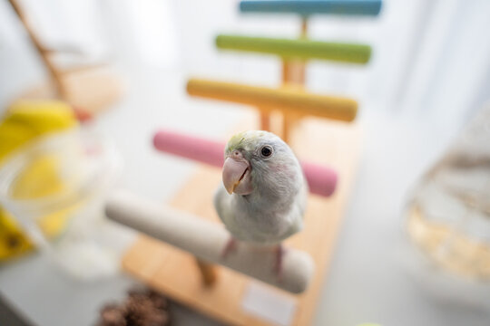 Tiny white parrot parakeet Forpus bird.