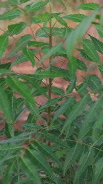 Close up of green neem tree leaves on a branch in a rural garden