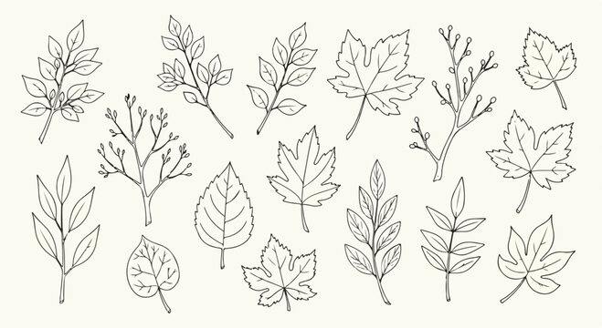 Hand drawn botanical leaf sketches, collection of 15 minimalist foliage line art vectors, vintage autumn leaves and branches for wedding invitations