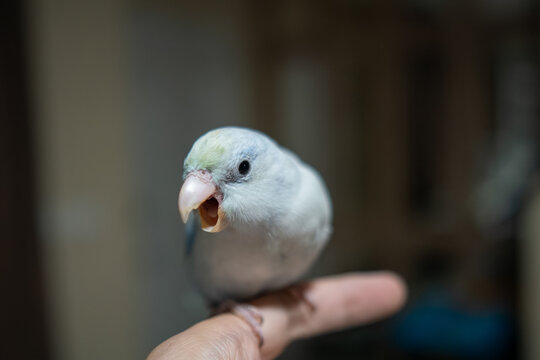 Tiny white parrot parakeet Forpus bird.