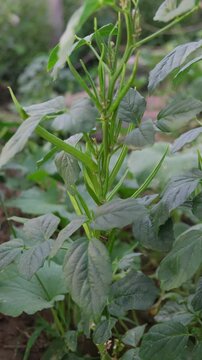 Close up of cluster beans or gavar growing on a plant in an agricultural field