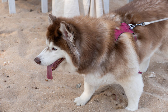 A Siberian Husky on the beach.